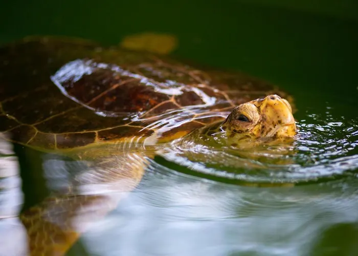 Bercu Paradise * Dalyan